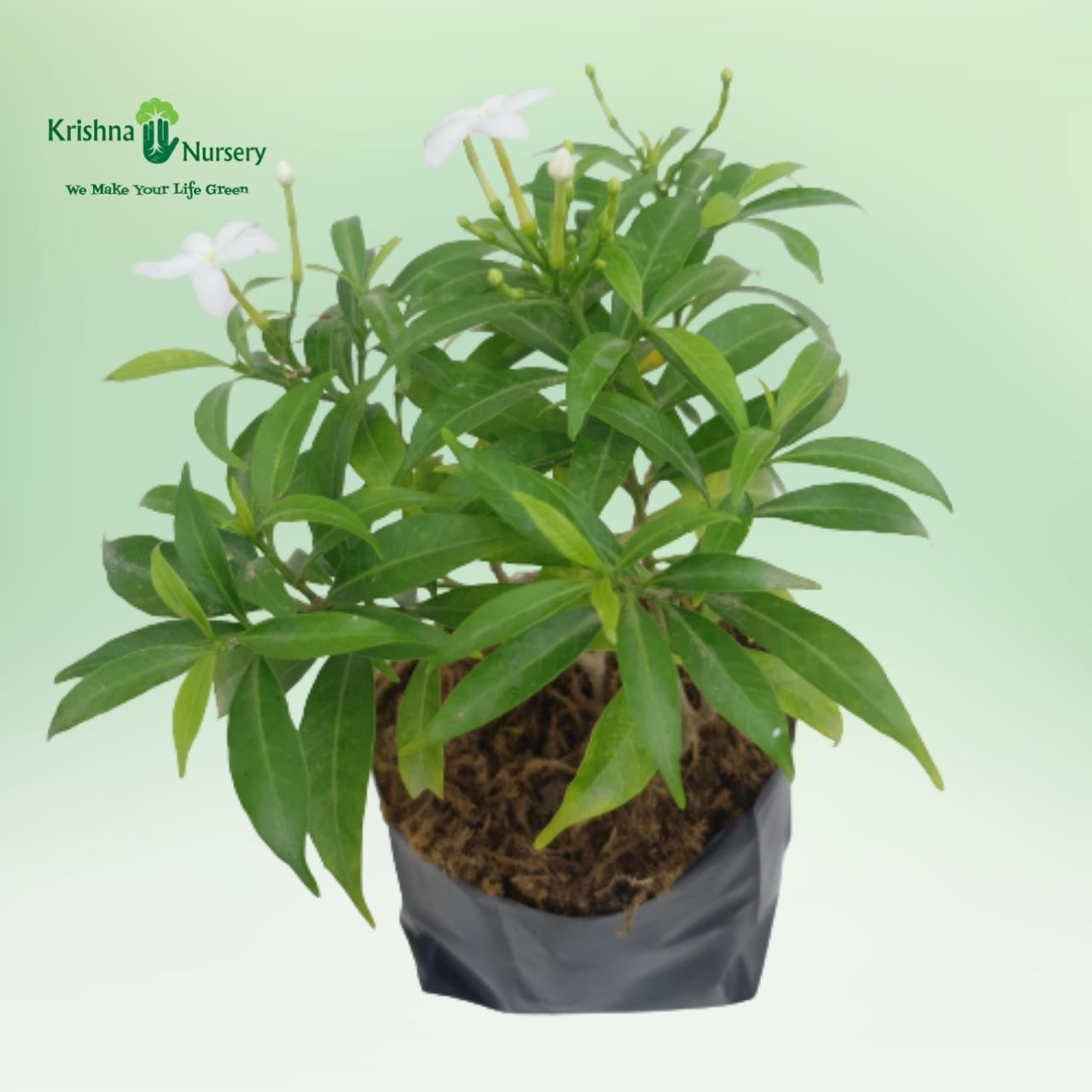 chandni-plant-with-polybag