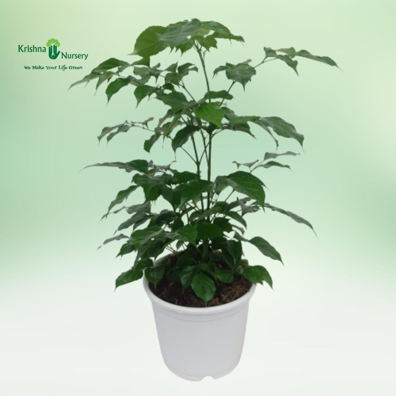 china-doll-radermachera-plant