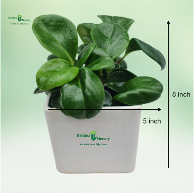 Peperomia Plant - Green Wall Plants -  - peperomia-plant -   