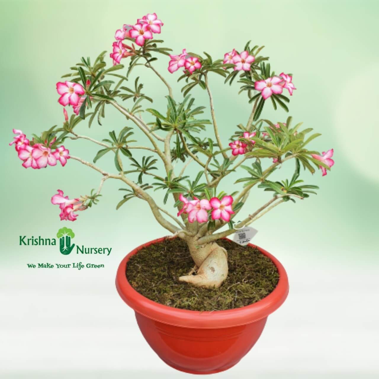 adenium-bonsai-plant