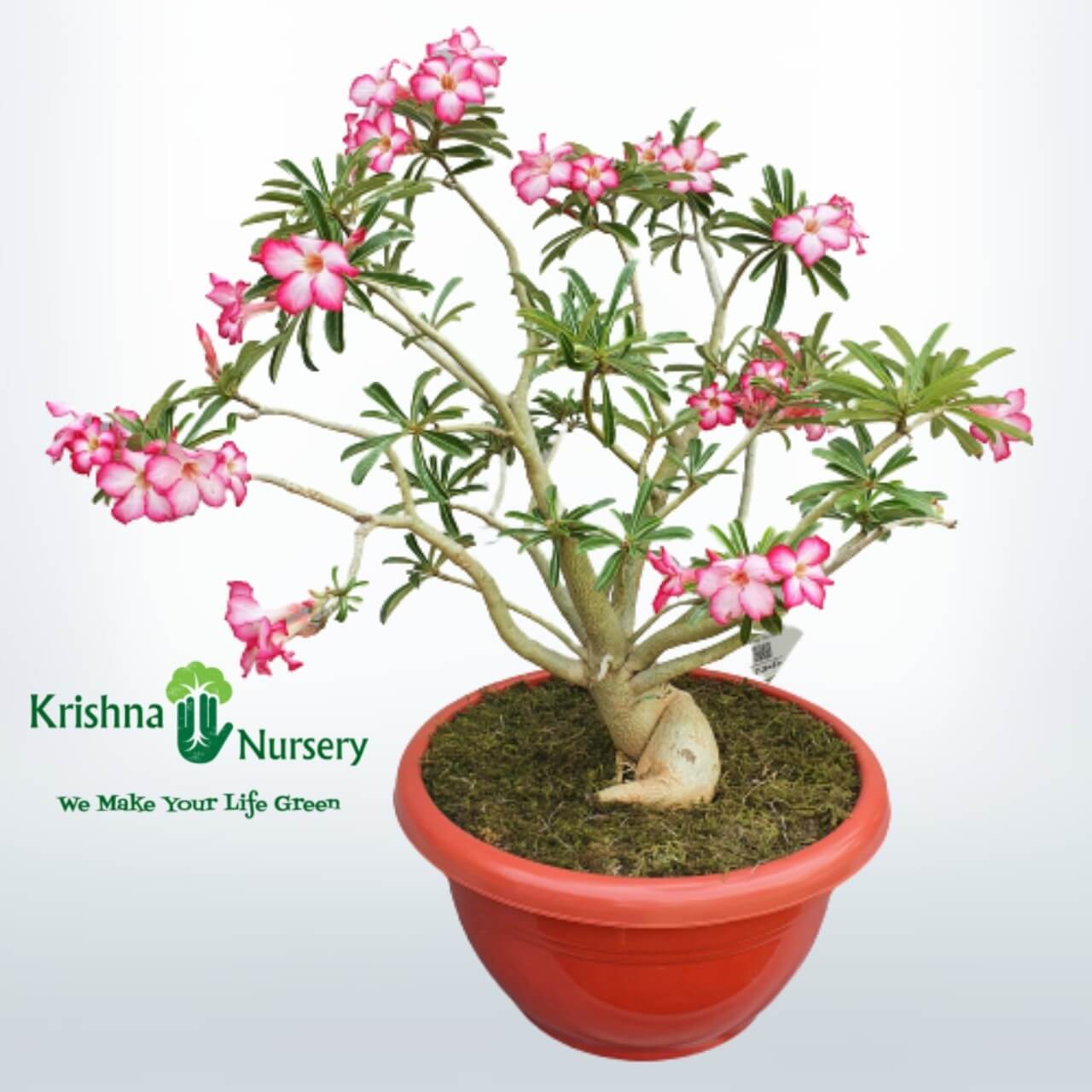 Adenium Bonsai Plant Pot Colour & Poly Bag Red Pot Pot Size 20 Inch