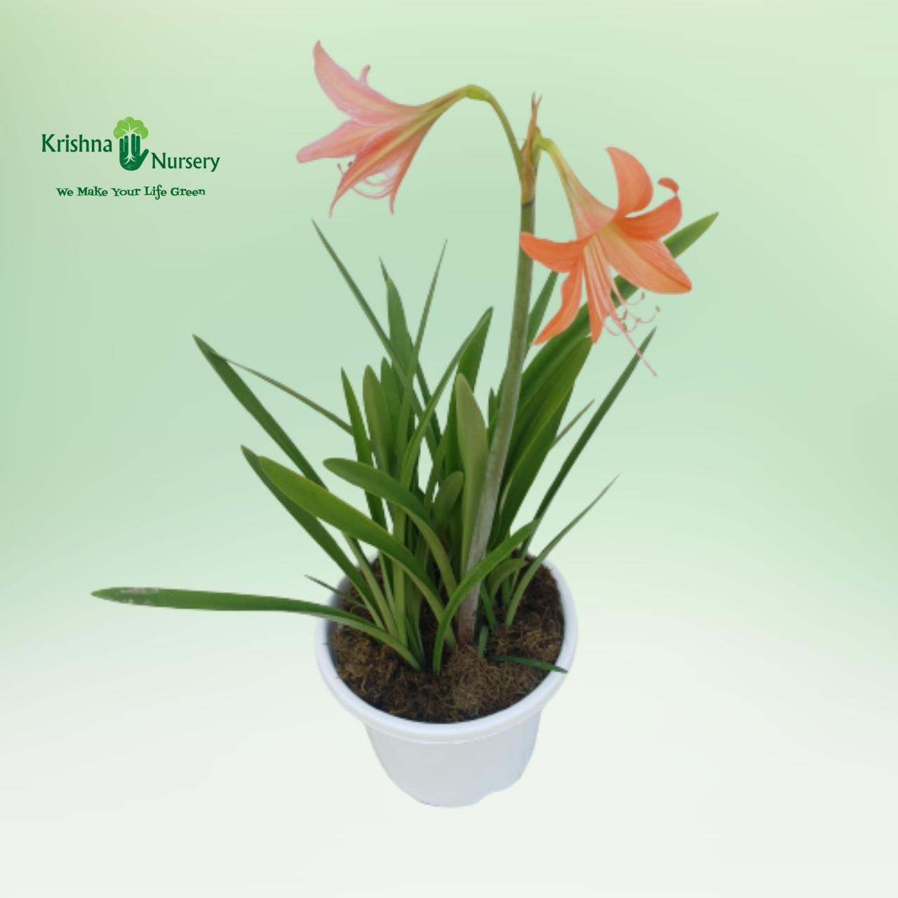 star-lily-plant