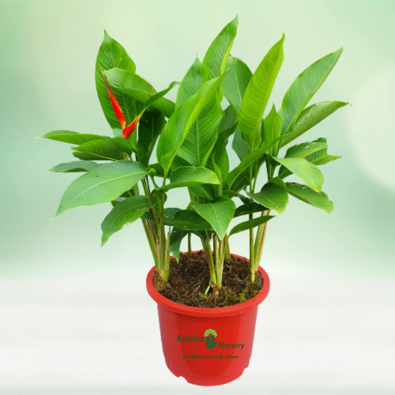 heliconia-plant