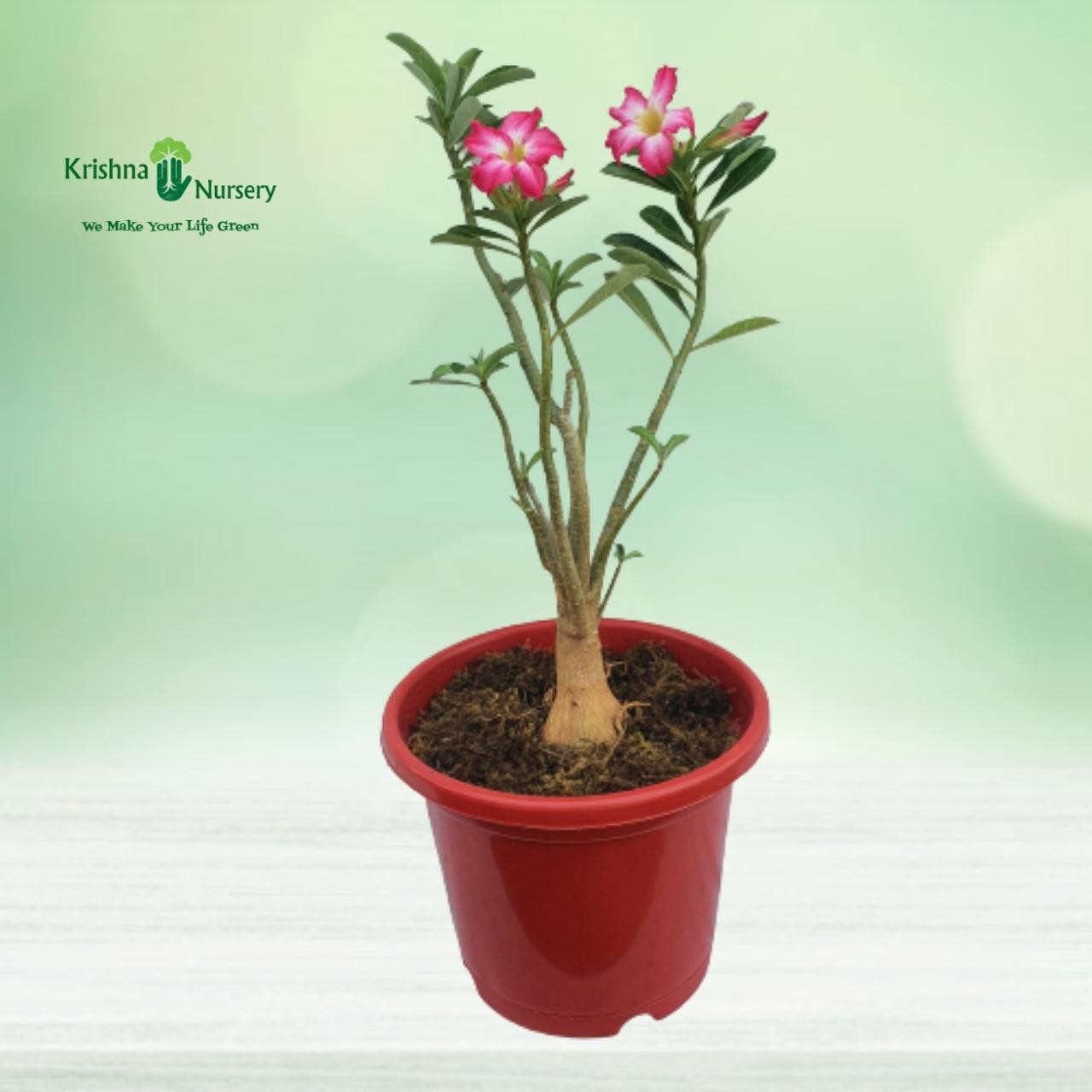 adenium-plant-pink-flower