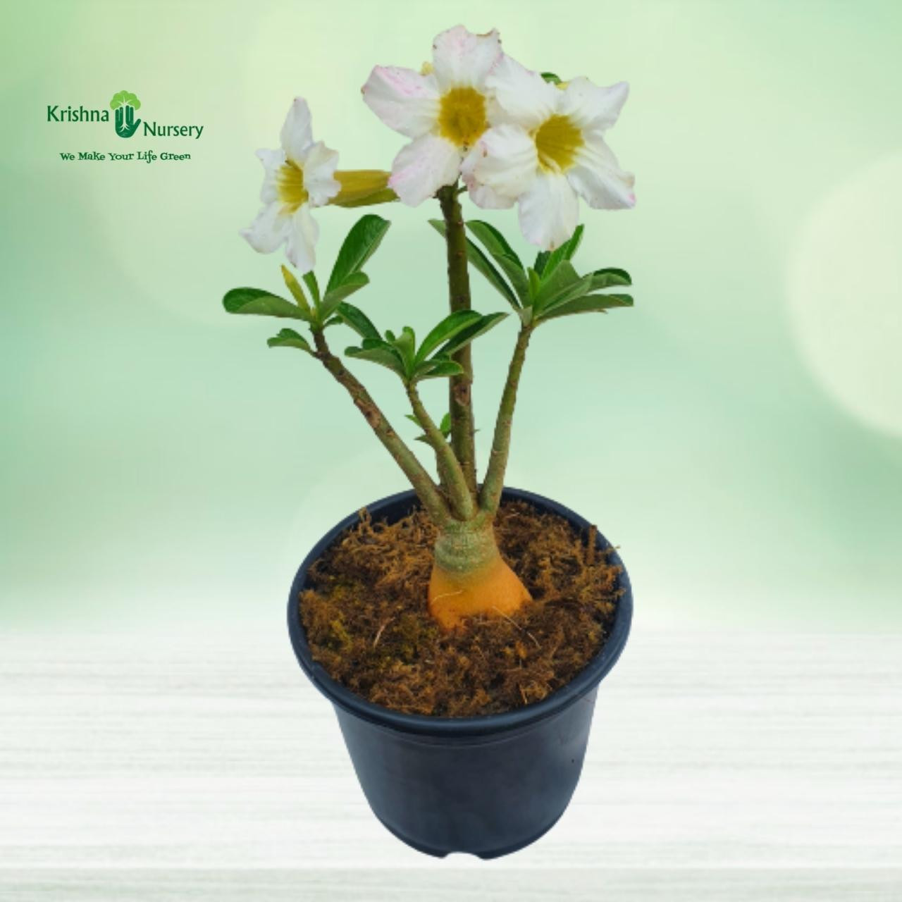 adenium-plant-white-flower