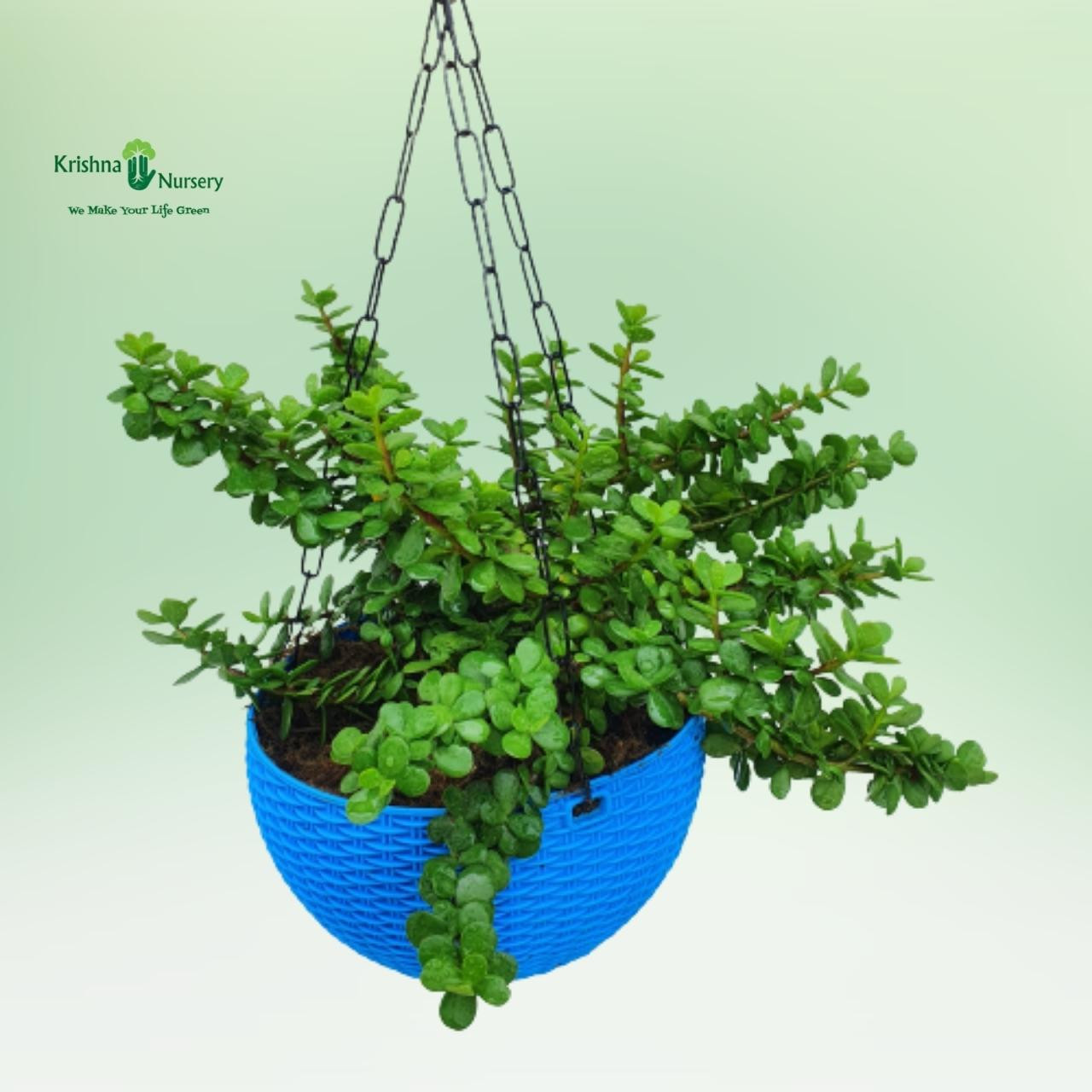 jade-hanging-basket