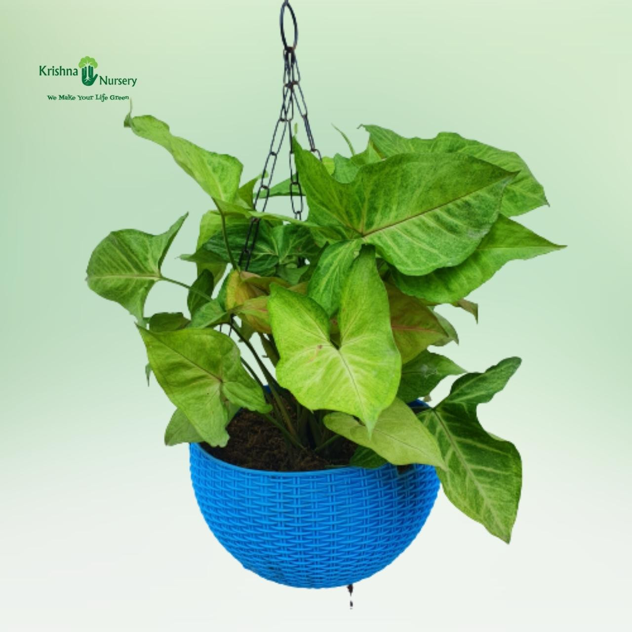 syngonium-plant-with-basket