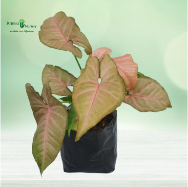 Pink Syngonium Plant with Polybag - Air Purifier Plants -  - pink-syngonium-plant-with-polybag -   