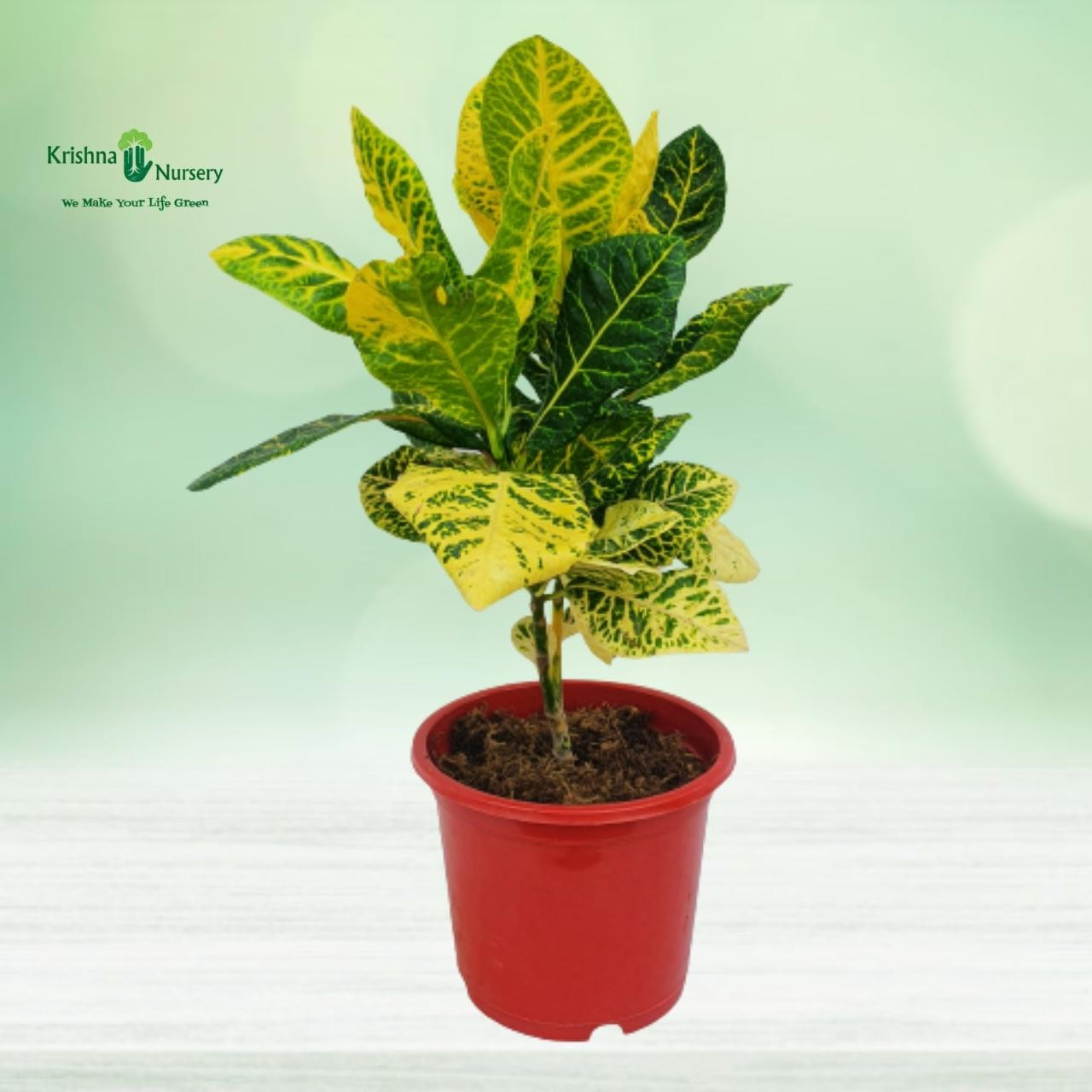 yellow-croton-with-8-inch-pot