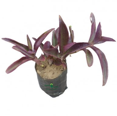 Purple Heart Plant - Outdoor Plants -  - purple-heart-plant -   