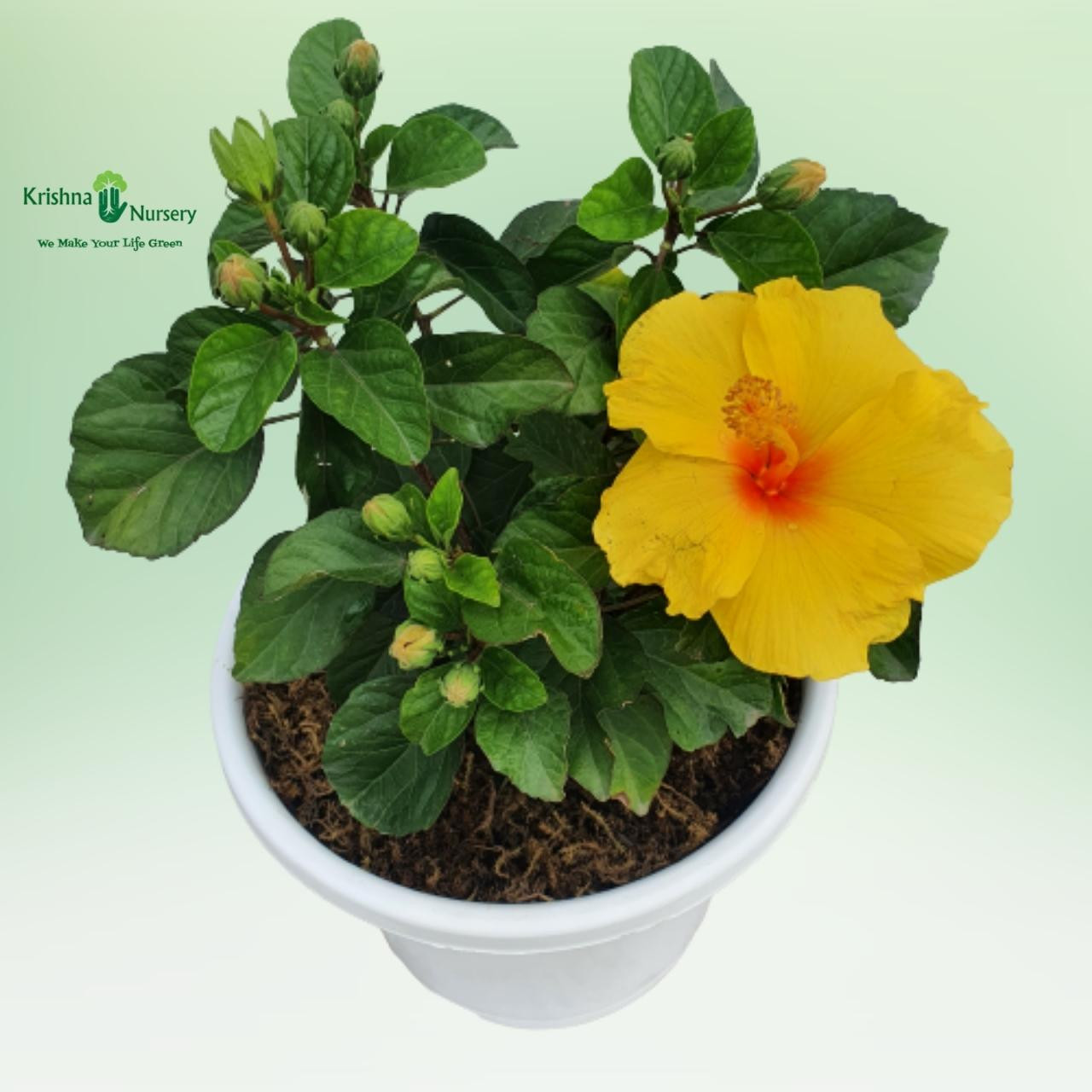hybrid-hibiscus-plant-potted-any-color