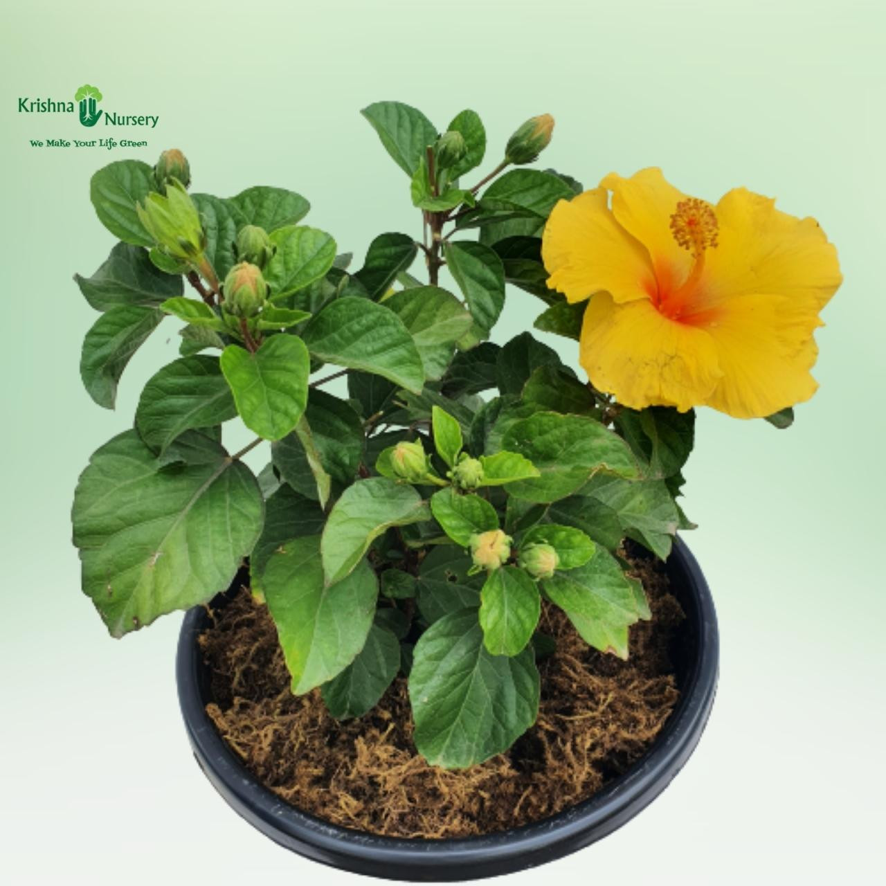 hybrid-hibiscus-plant-potted-any-color