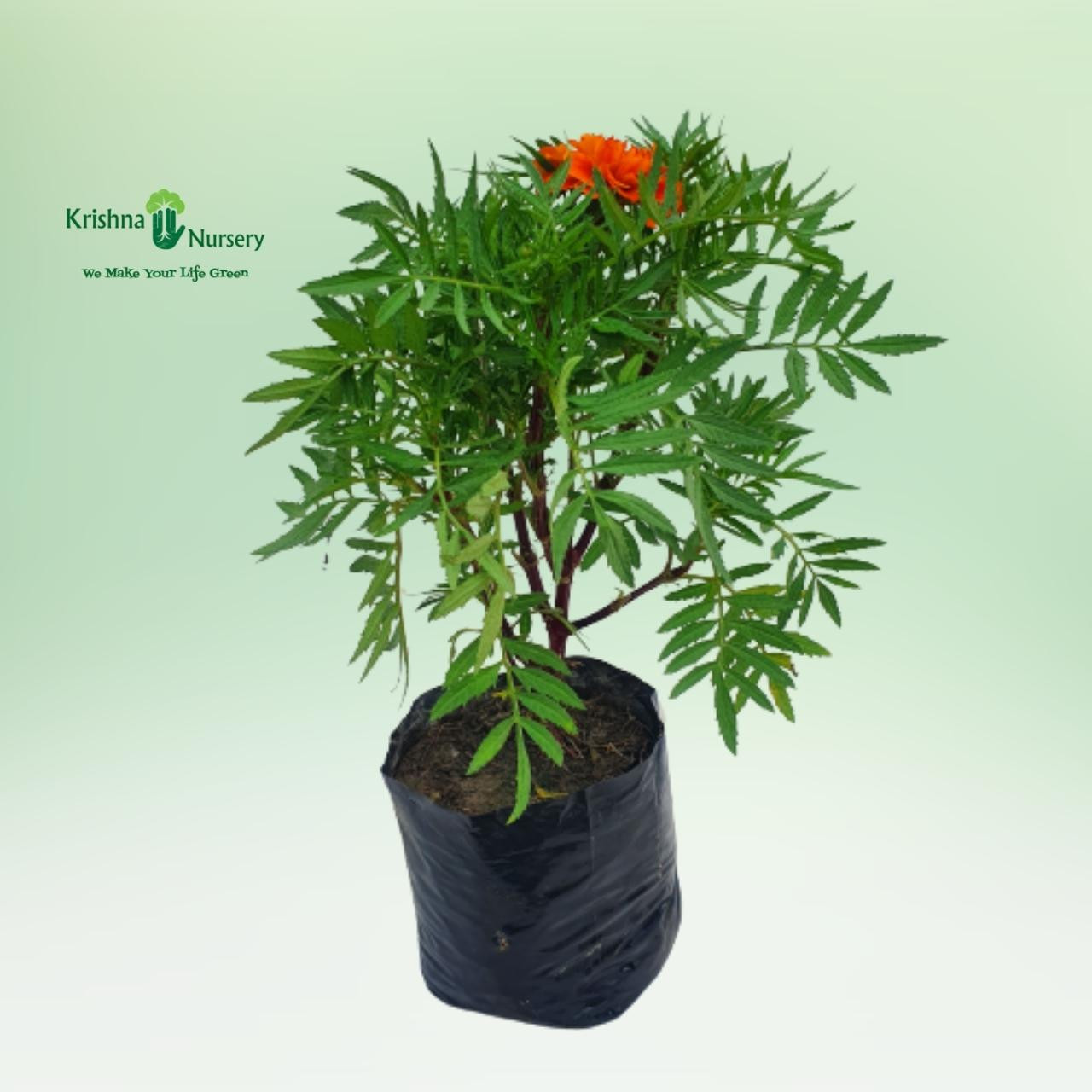 french-marigold-plant