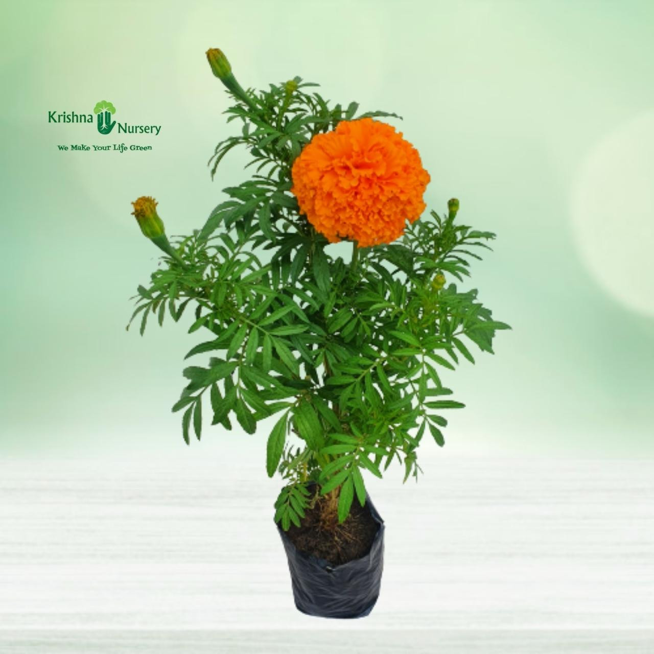 marigold-plant-orange-flower