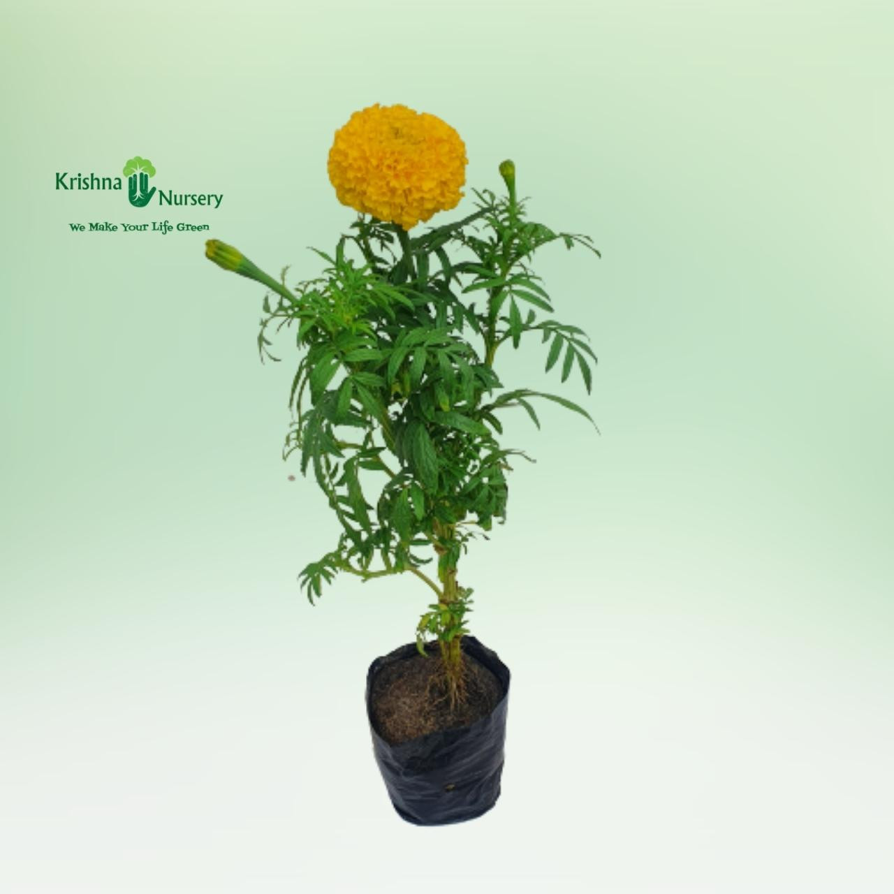 marigold-plant-yellow-flower