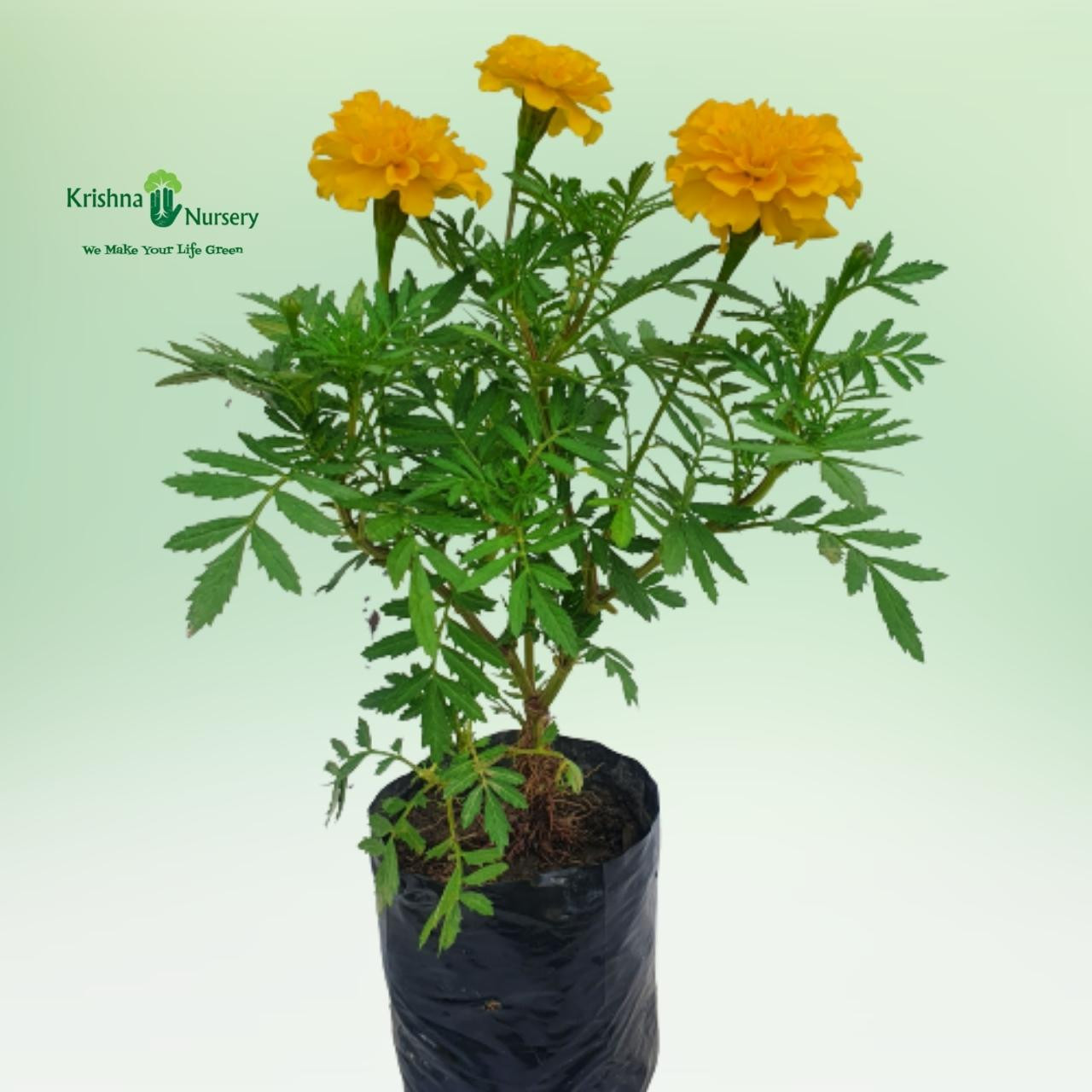 genda-flower-plant