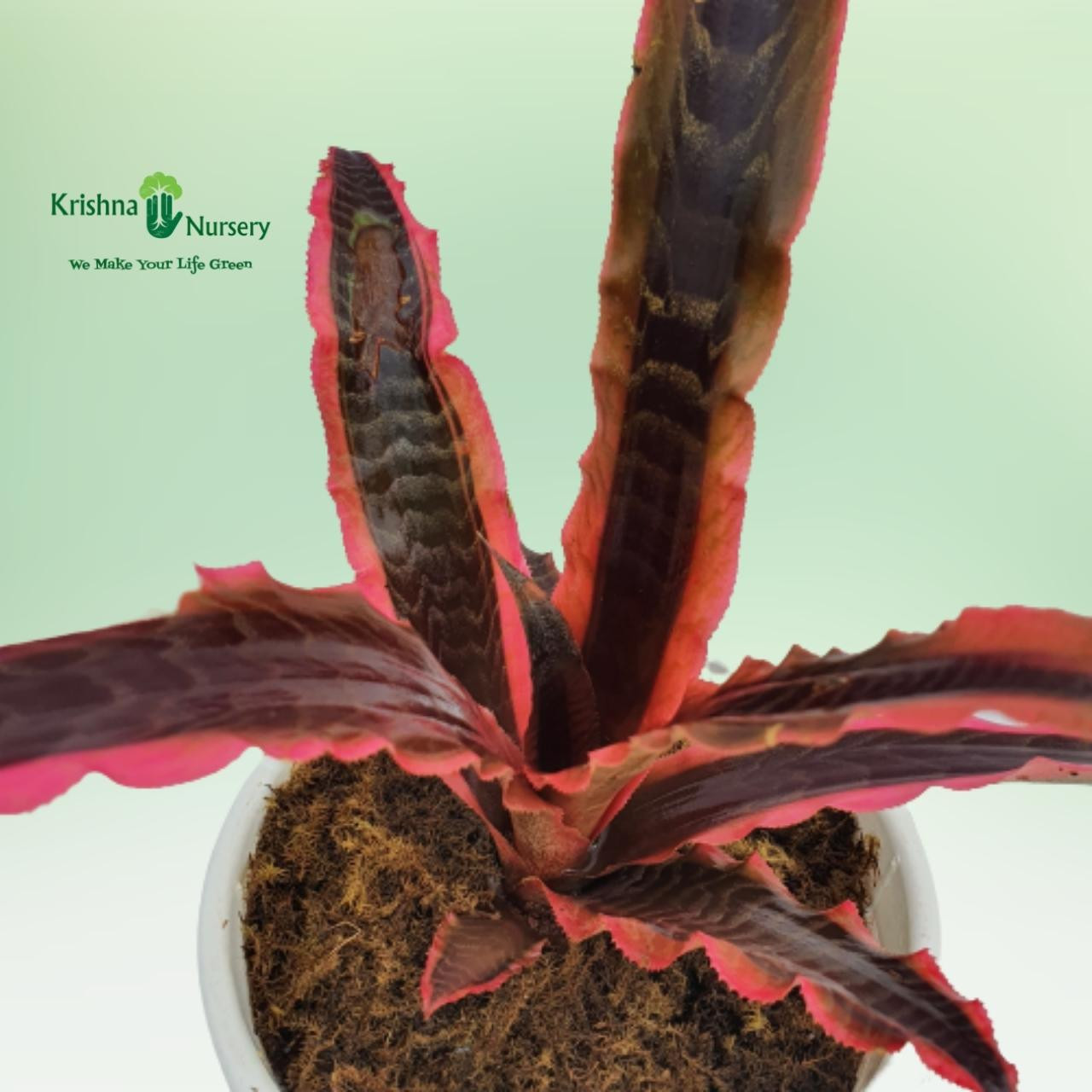 cryptanthus-elaine-plant