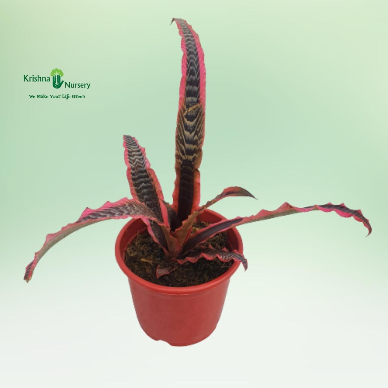 cryptanthus-elaine-plant