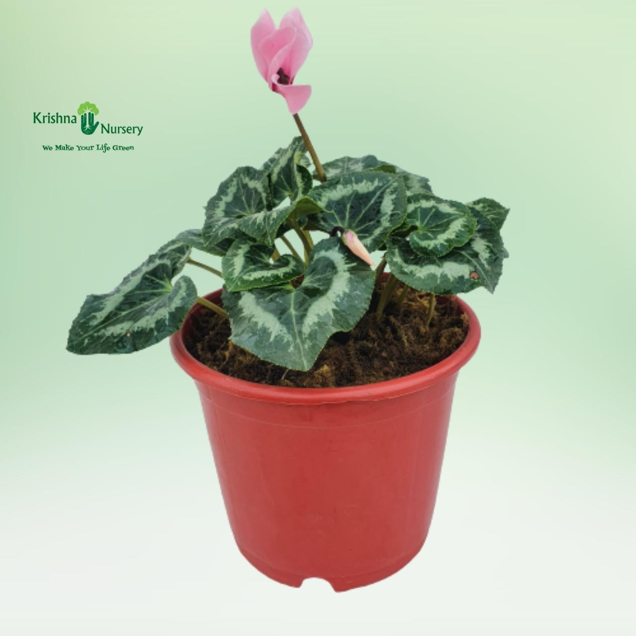 cyclamen-persicum-plant-pink-flower