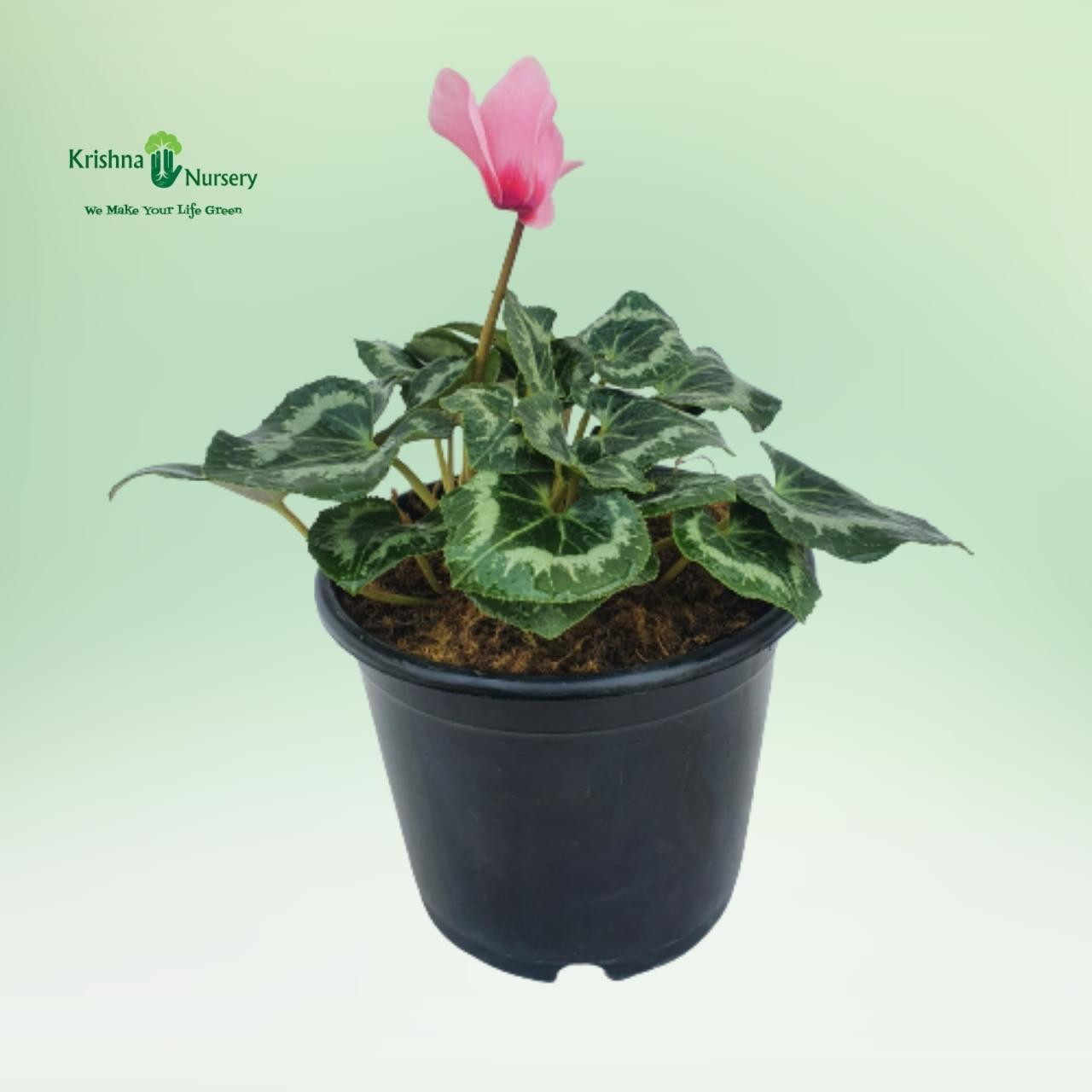 cyclamen-persicum-plant-pink-flower