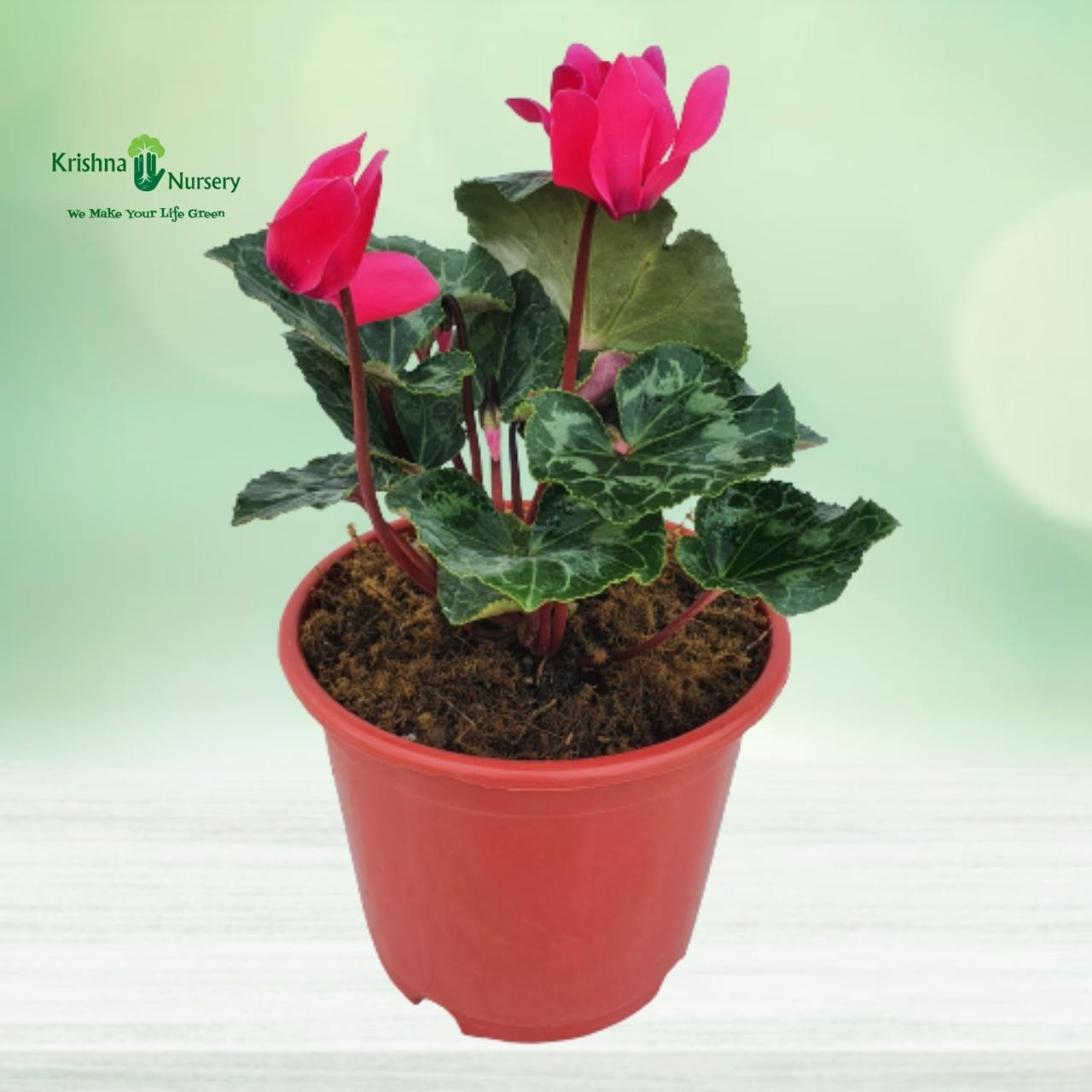 cyclamen-persicum-plant-red-flower