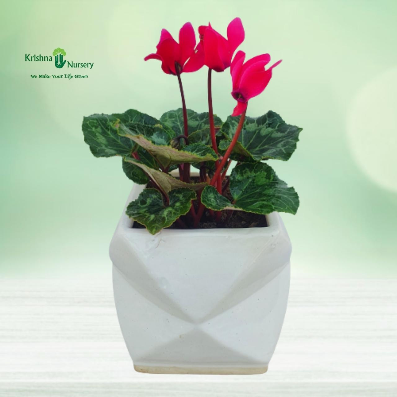 cyclamen-persicum-plant-with-ceramic-pot