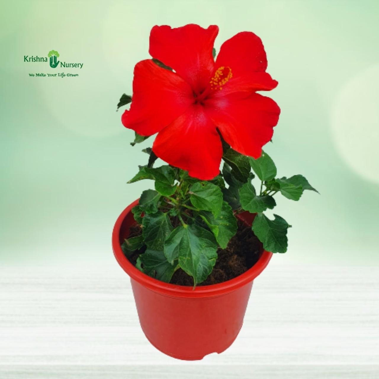 hibiscus-red-flower-plant