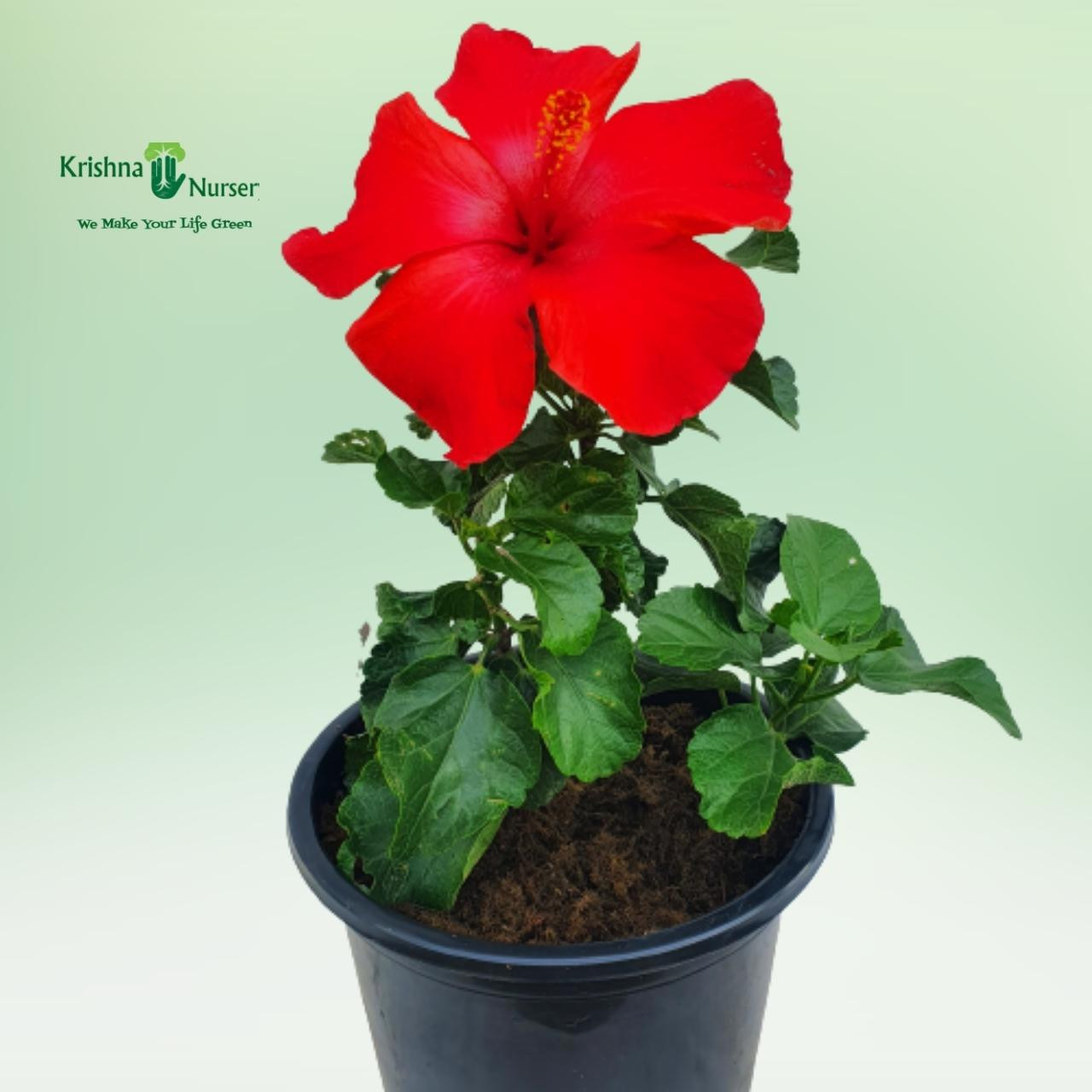 hibiscus-red-flower-plant