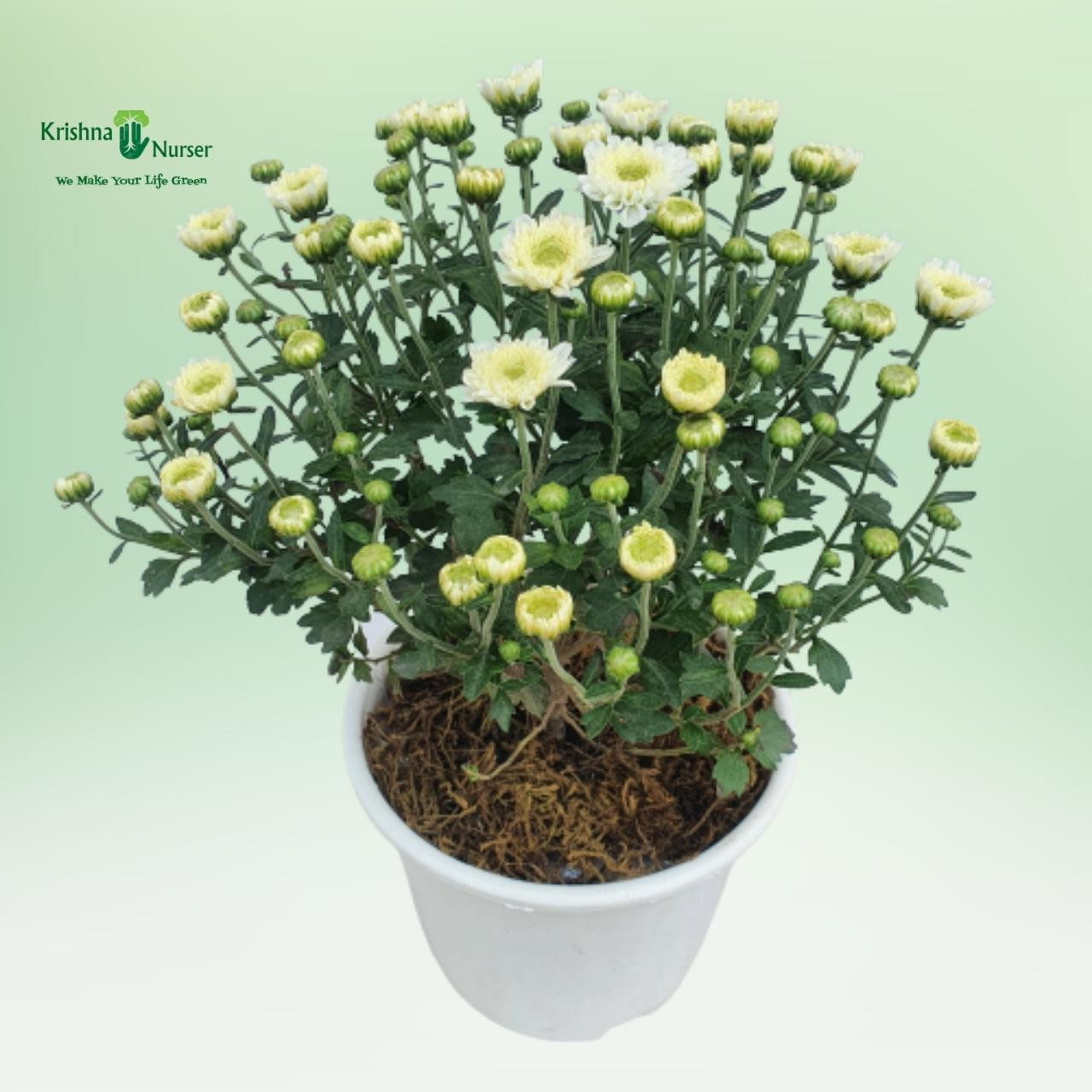 chrysanthemum-plant-white-flower