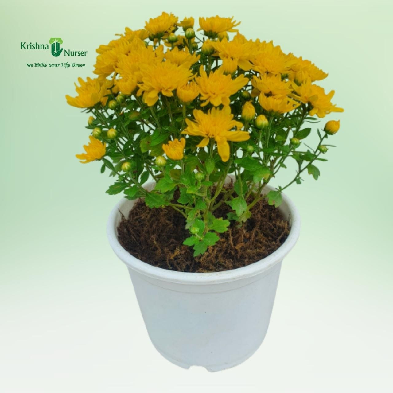 chrysanthemum-plant-yellow-flower