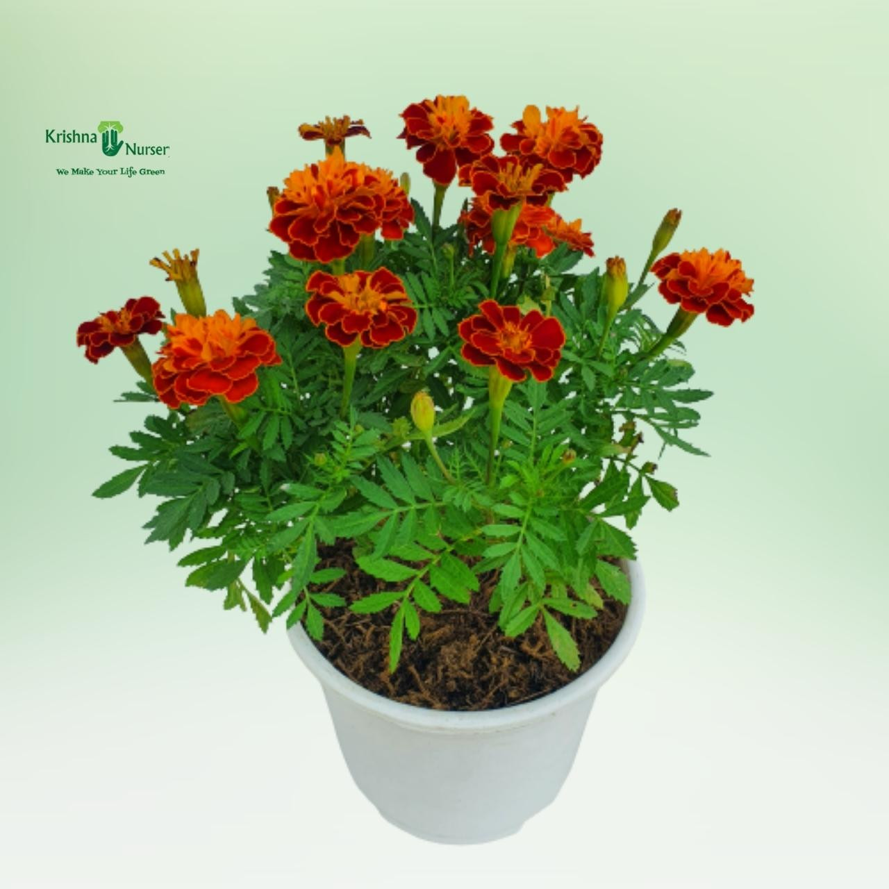 jafri-plant-french-marigold
