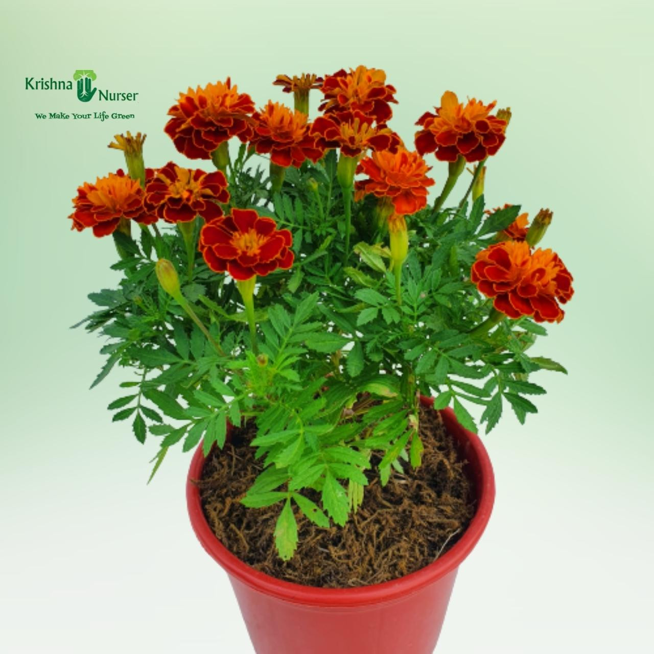 jafri-plant-french-marigold