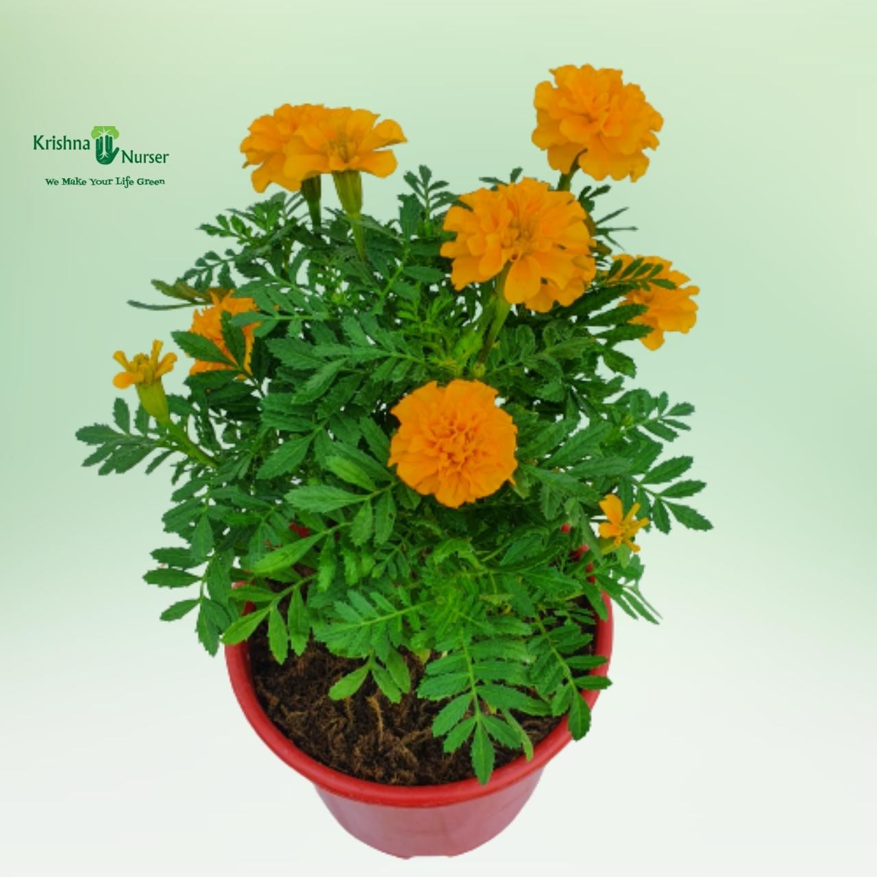 jafri-plant-orange-flower