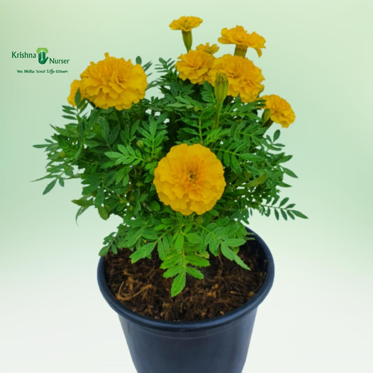 jafri-plant-yellow-flower