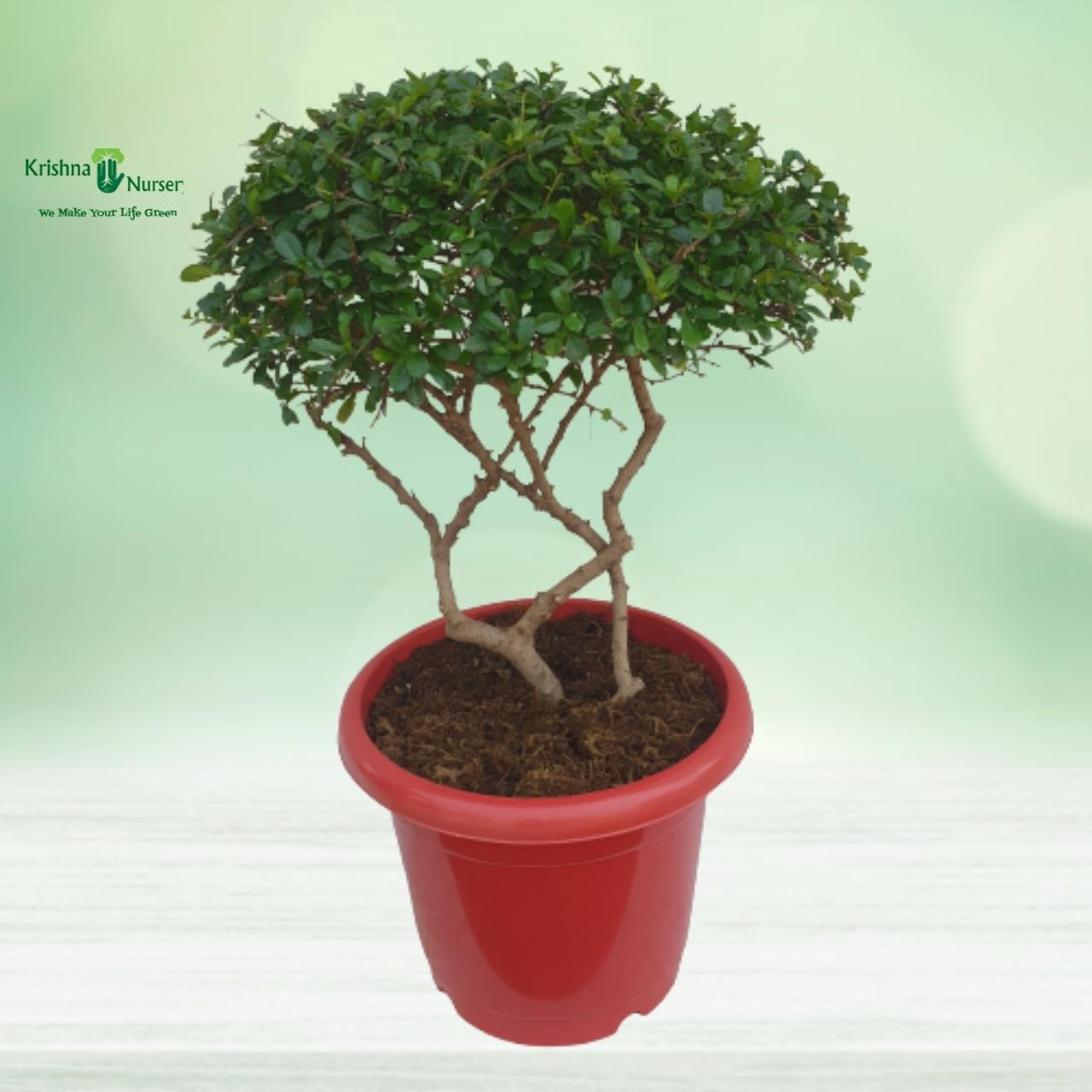 bonsai-malpeghia-plant-