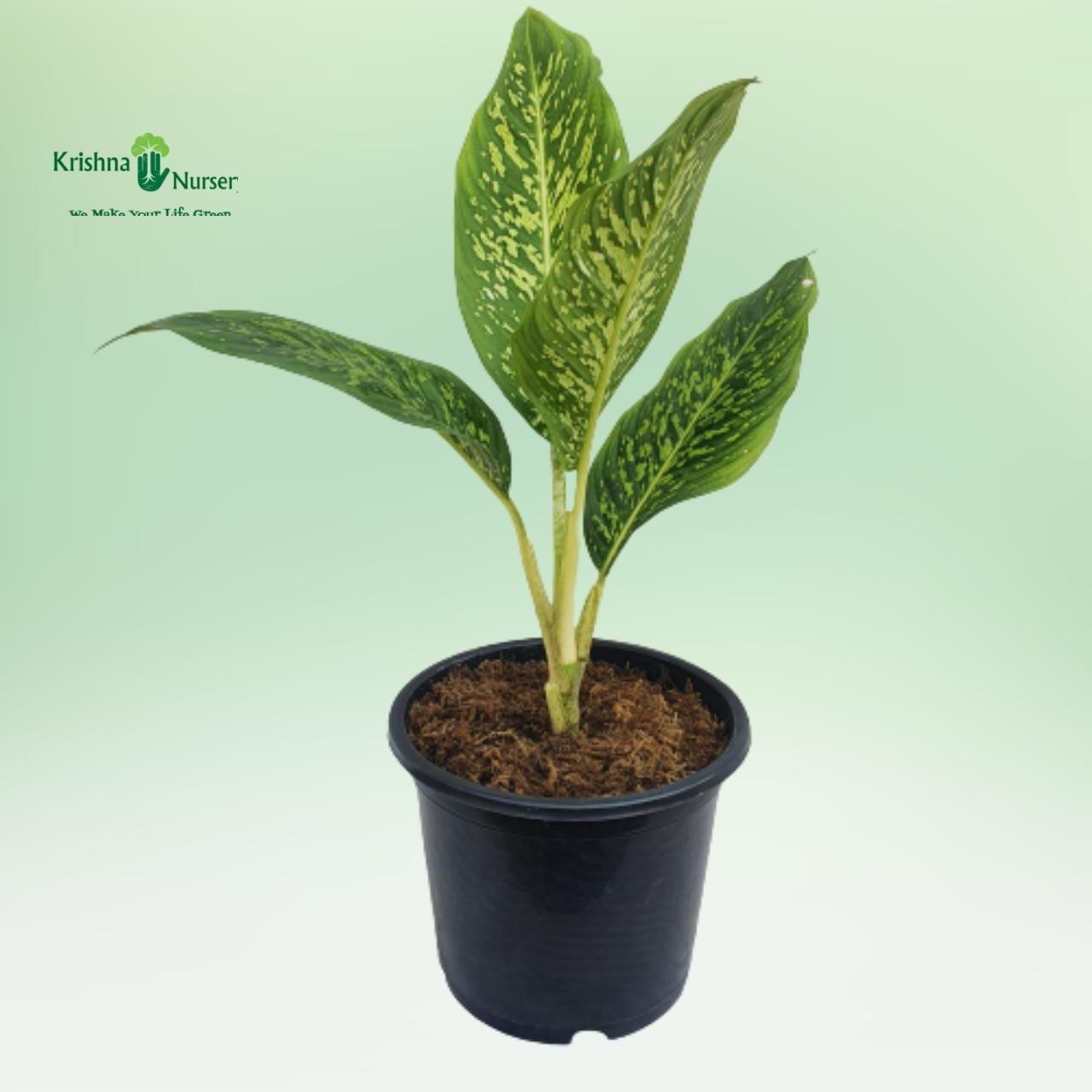 dieffenbachia-sparkles-plant