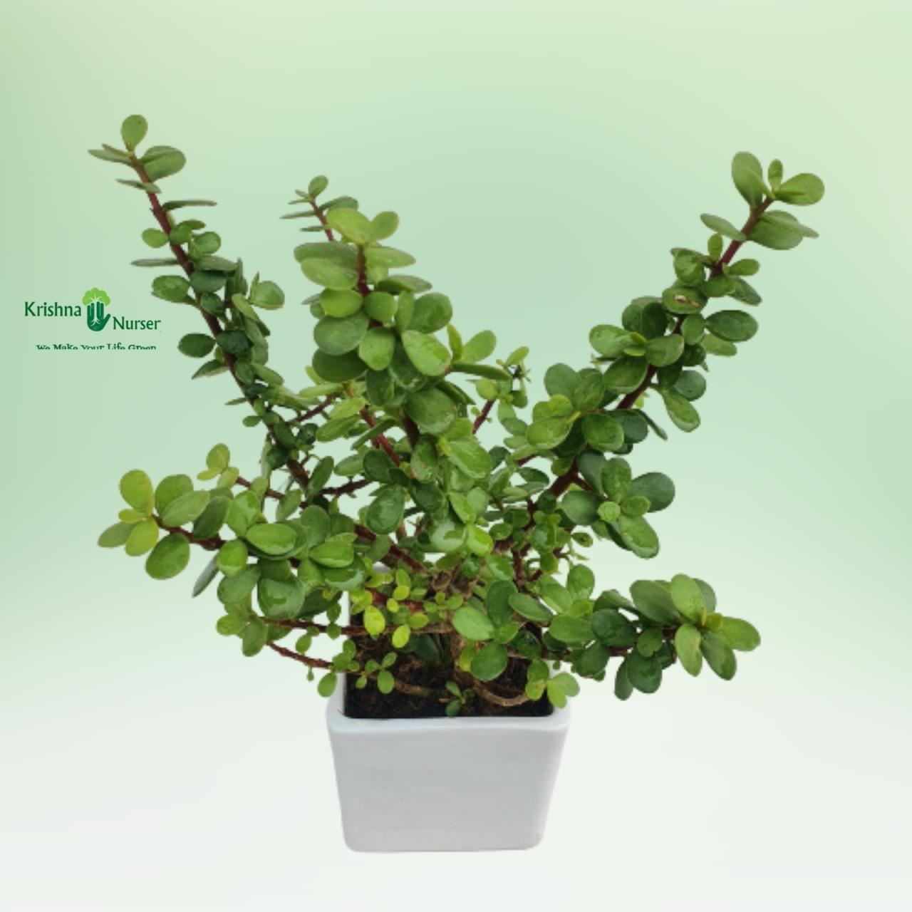 jade-plant-with-ceramic-pot