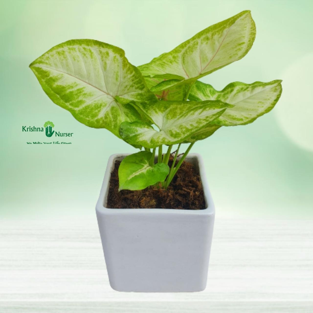 syngonium-plant-with-ceramic-pot