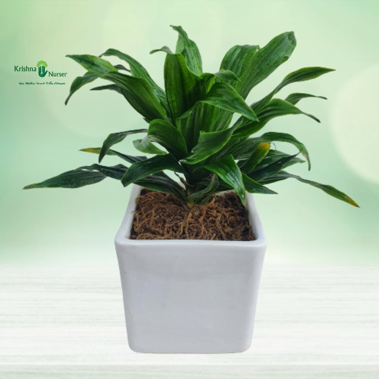 dracaena-compacta-plant-with-ceramic-pot