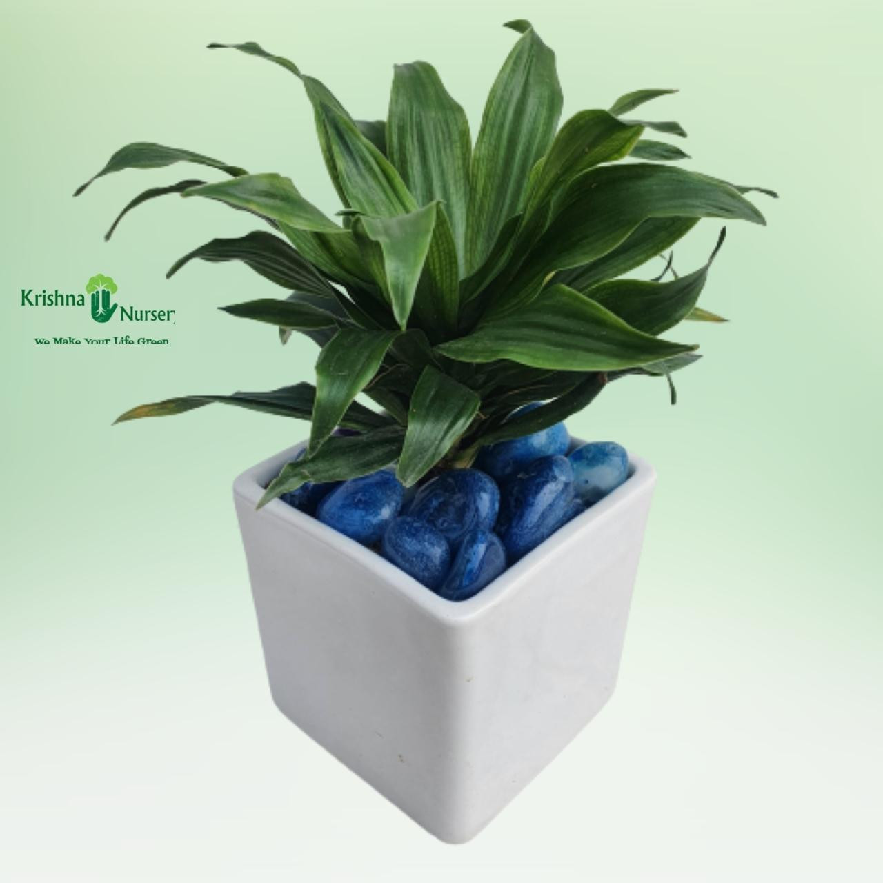 dracaena-compacta-plant-with-ceramic-pot-pebbles