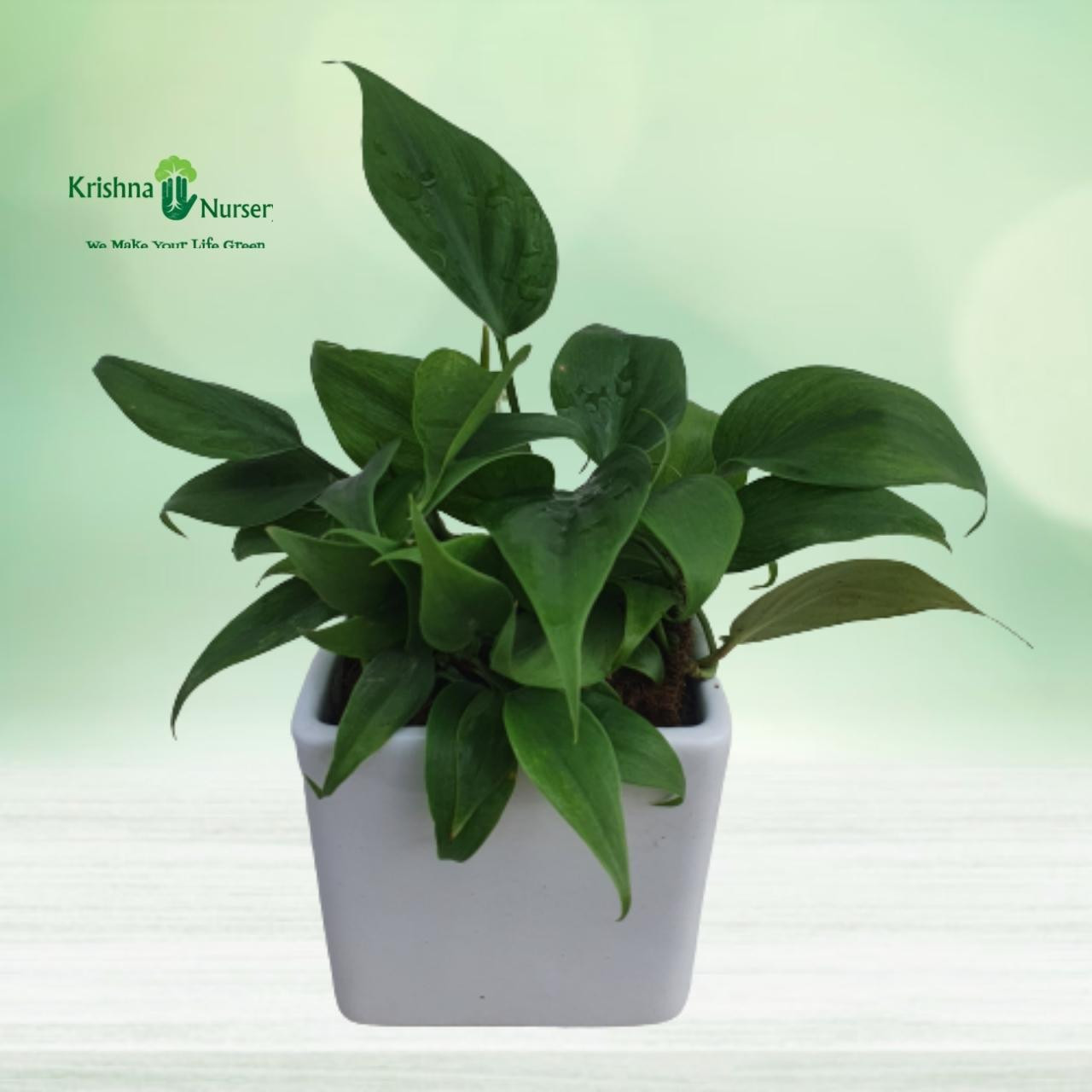 philodendron-oxycardium-plant-with-ceramic-pot