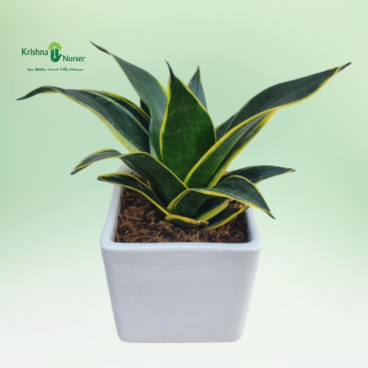 golden-sansevieria-plant-with-ceramic-pot