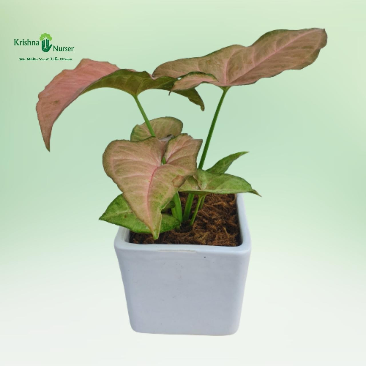 pink-syngonium-plant-with-ceramic-pot