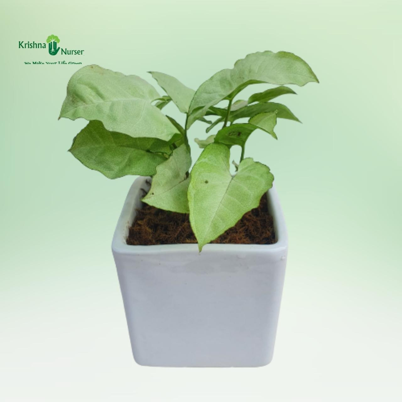 syngonium-podophyllum-plant-with-ceramic-pot