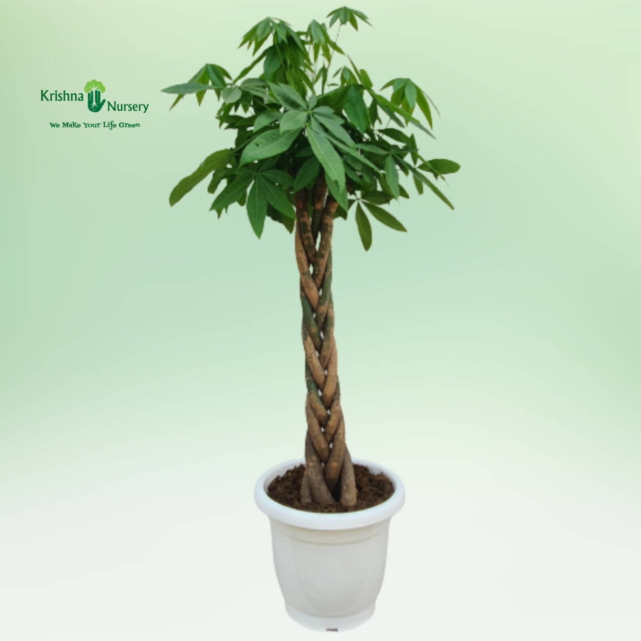 pachira-braided-tall-plant