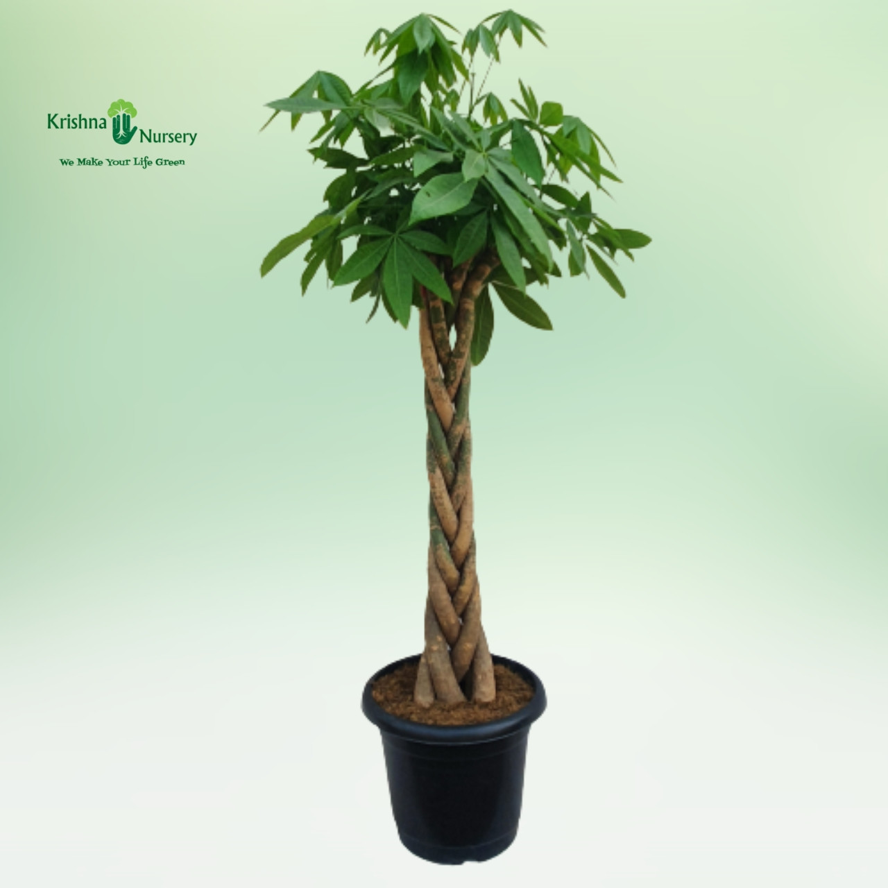 pachira-braided-tall-plant