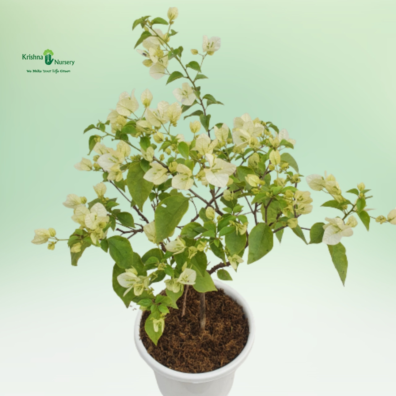 bougainvillea-plant-white-flower
