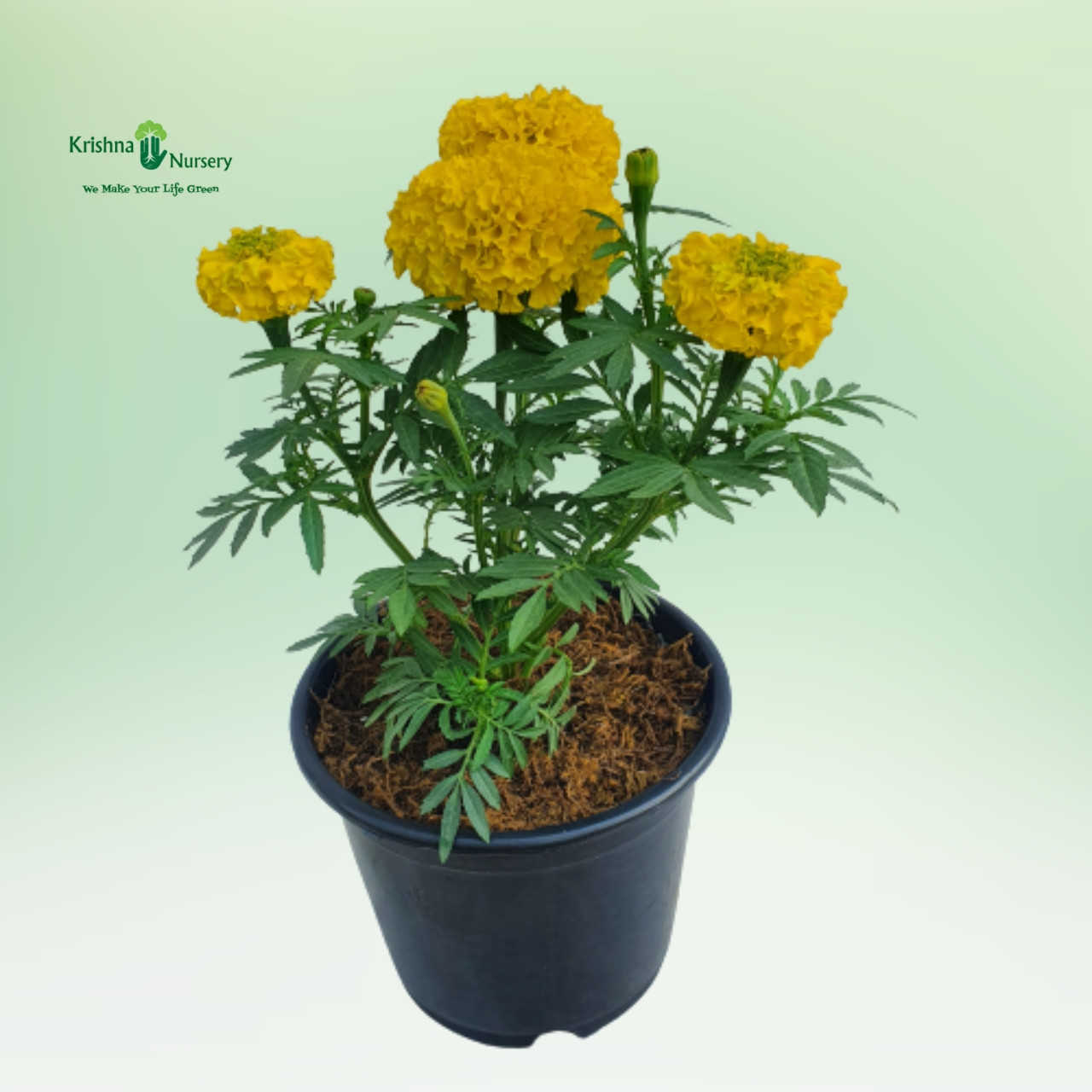 marigold-inca-plant