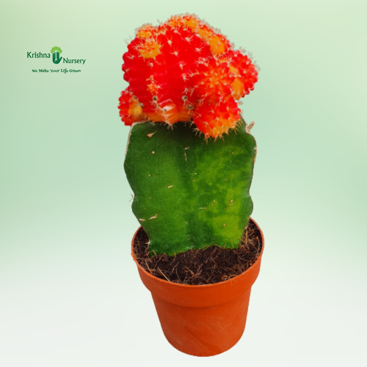 moon-cactus-plant-available-colors-red-orange-pink