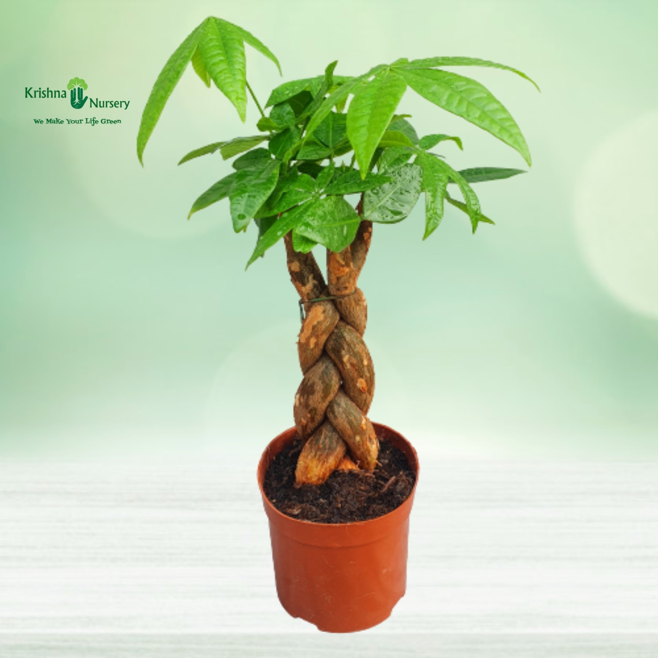 small-braided-pachira-plant